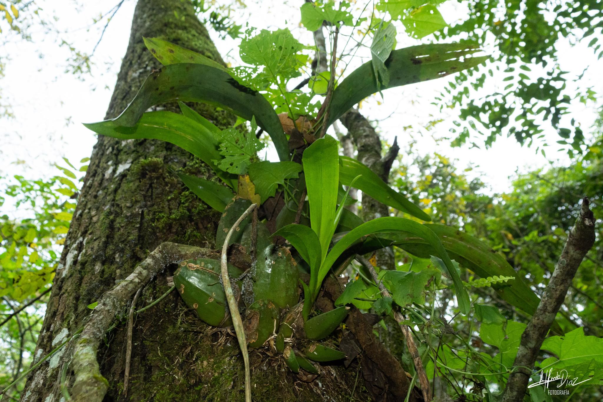 Oncidium tigrinum
